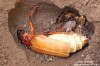 tesařík piluna (Brouci), Prionus coriarius, Cerambycidae, Prionini (Coleoptera)